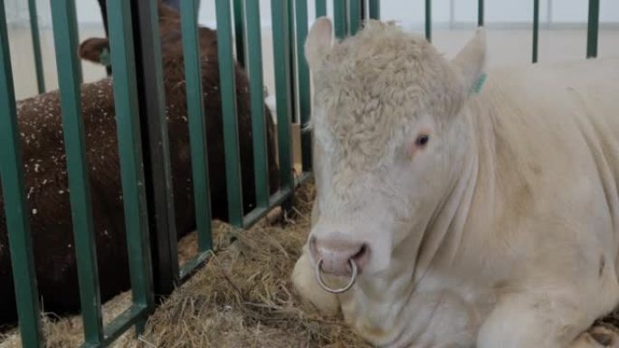 大型白牛在农业动物展览会上休息