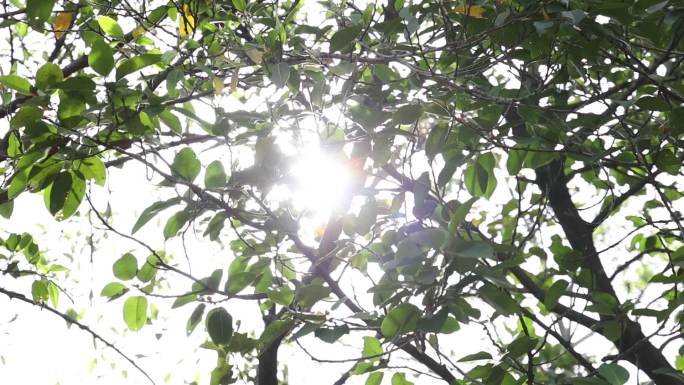 同沙水库森林公园空镜阳光透过树叶夏天绿意