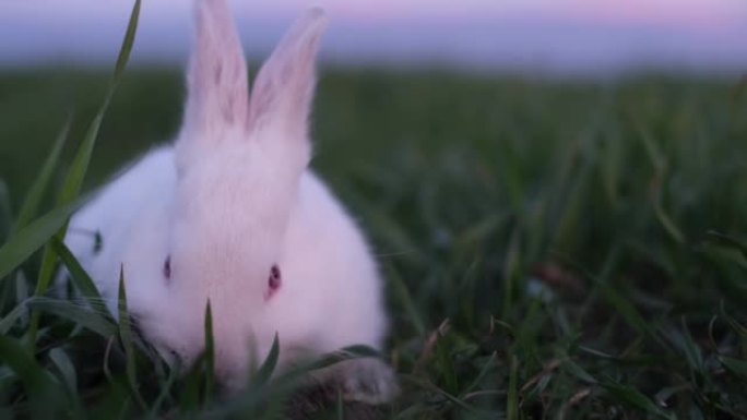 Little rabbit deliciously eats green succulent gra