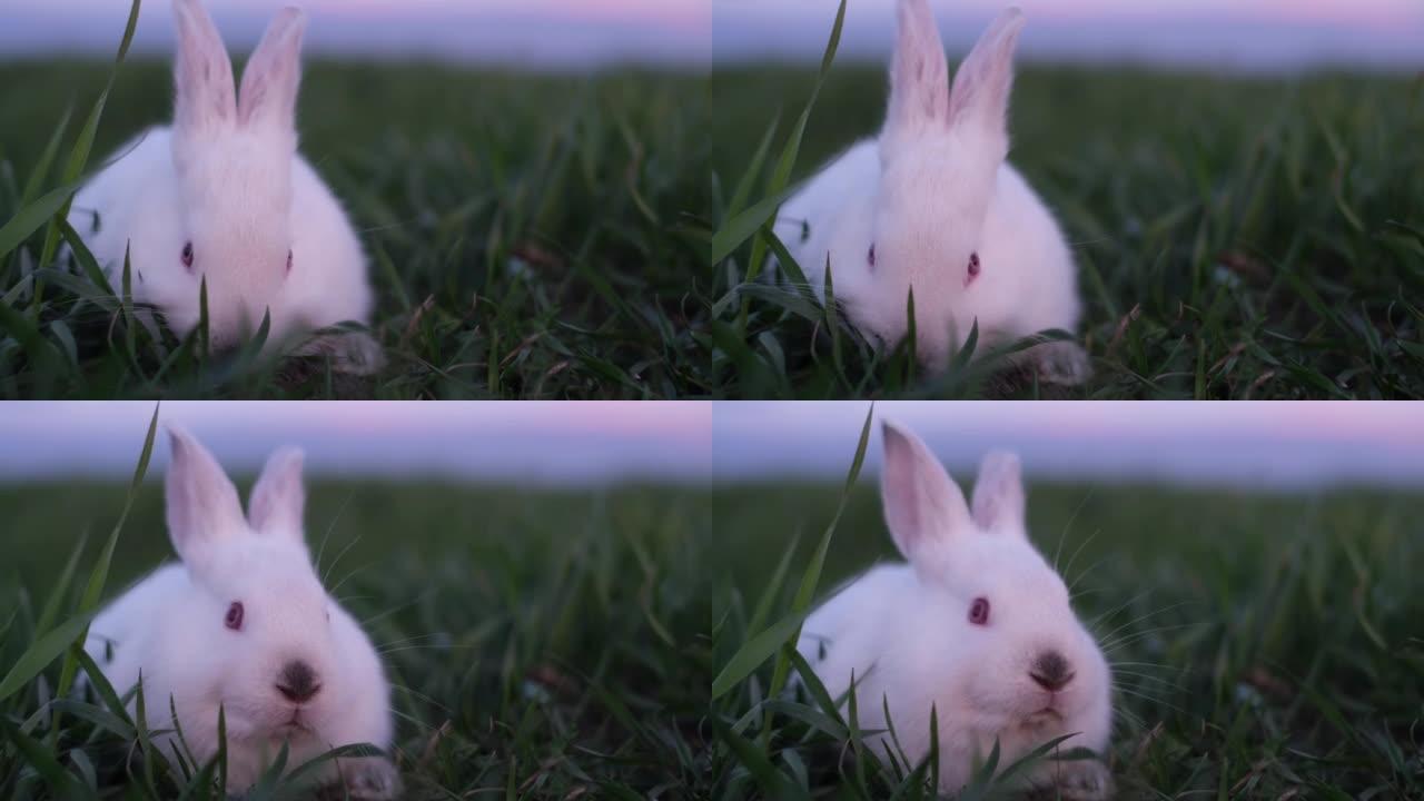 Little rabbit deliciously eats green succulent gra