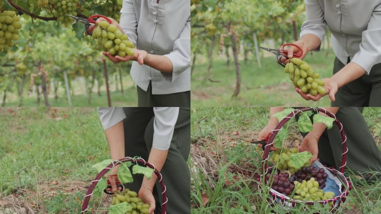 高级妇女手农夫手里拿着一束绿色葡萄，从有机葡萄园的葡萄藤中收获，并放入藤制篮子中，里面装有黑色和绿色