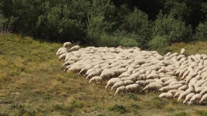 一群山羊在托斯卡纳-埃米利安亚平宁山脉的绿色牧场上吃草。牲畜的品种-亚平尼察，亚平尼尼羊在蒙特西莫内