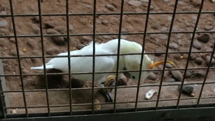 白鹦鹉在笼子里吃花生