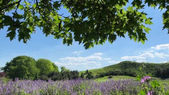 夏日，草地上有紫色丹参花和绿色树枝的风景。