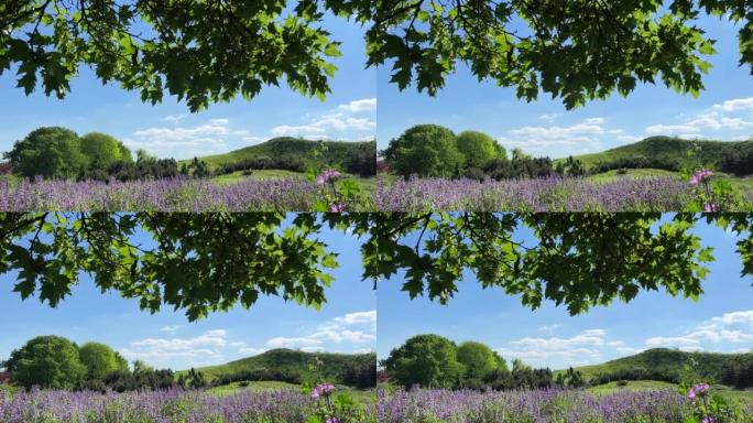 夏日，草地上有紫色丹参花和绿色树枝的风景。