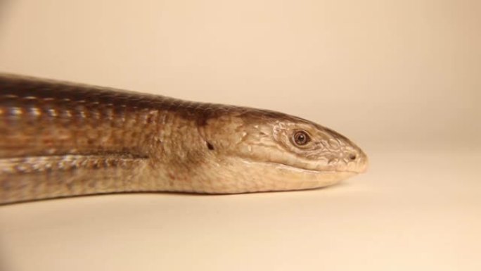 欧洲玻璃蜥蜴孤立在白色背景上。
无腿蜥蜴 (Pseudopus apodus)。
不是蛇，它有耳朵、