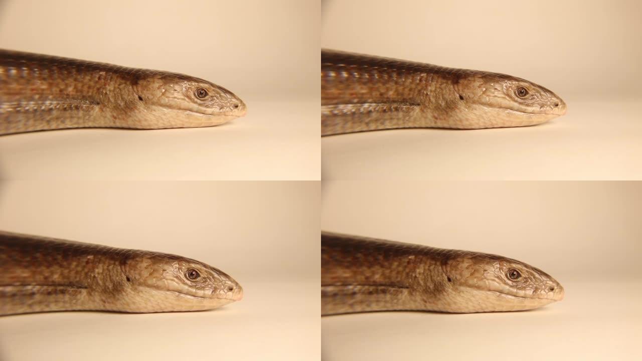欧洲玻璃蜥蜴孤立在白色背景上。
无腿蜥蜴 (Pseudopus apodus)。
不是蛇，它有耳朵、