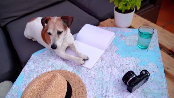计划旅行做笔记可爱的小狗杰克罗素梗在桌子上，