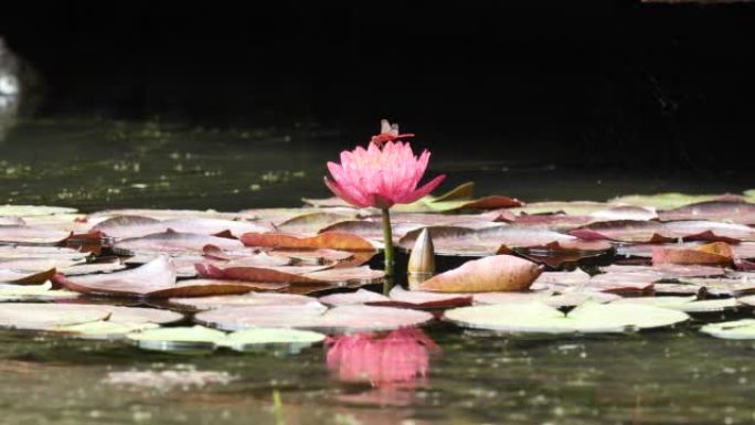美丽的红色睡莲在宁静的池塘里，有漂亮的倒影，红蜻蜓在上面飞舞，4k慢动作镜头。