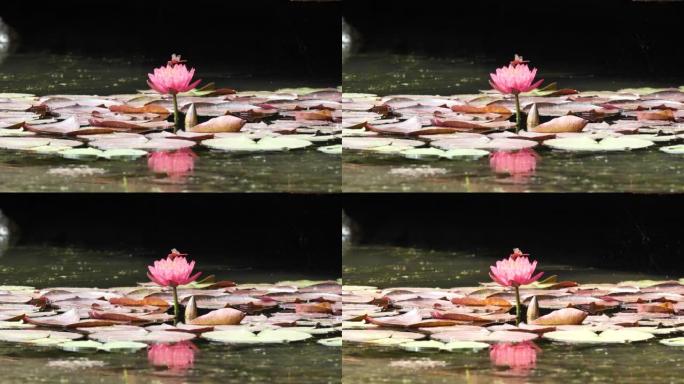 美丽的红色睡莲在宁静的池塘里，有漂亮的倒影，红蜻蜓在上面飞舞，4k慢动作镜头。
