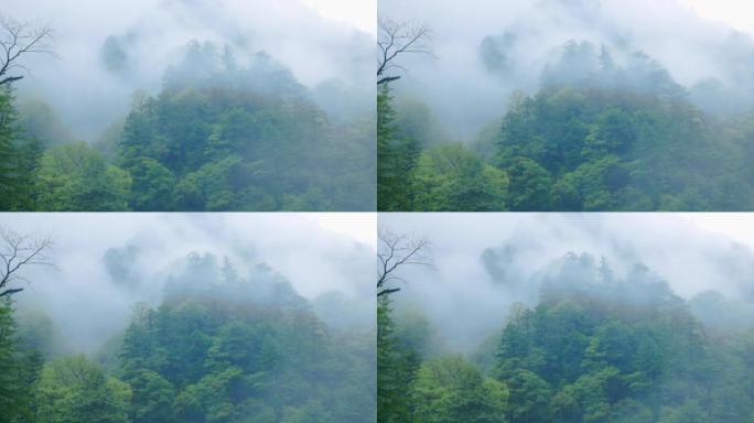 雨中的纯净森林和云彩