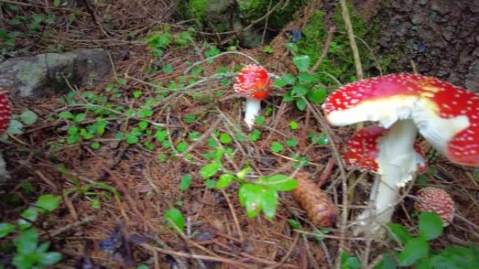 剧毒鹅膏菌 (Amanita phalloides) 蘑菇