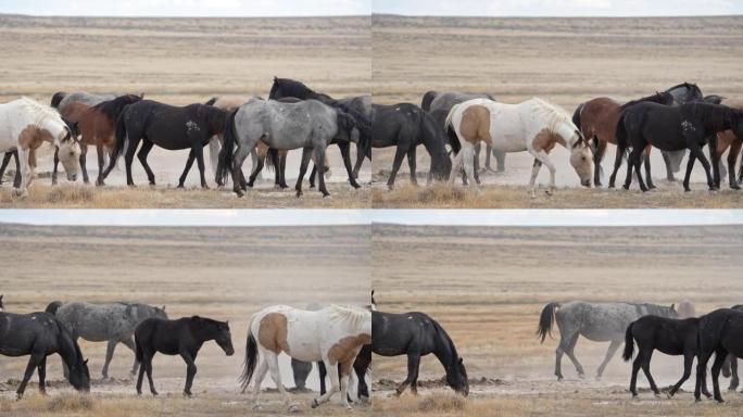 野马漫步在尘土飞扬的犹他州沙漠中