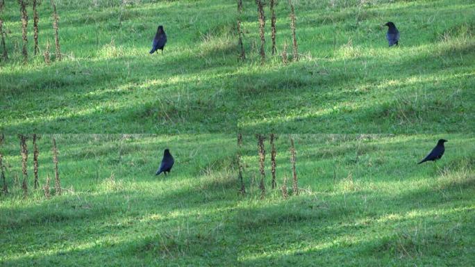 一只黑乌鸦在绿色的草地上昂首阔步。