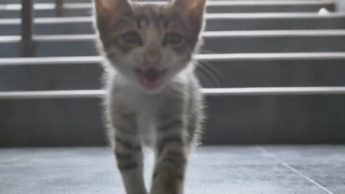 一只漂亮可爱的小猫条纹梅坤无家可归的人走到门口，要求在里面喵喵叫，张开嘴。流浪小宠物寻找家