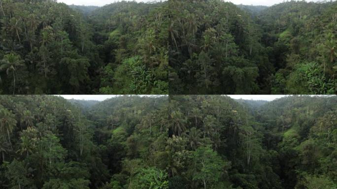 巴厘岛中部的大峡谷，雨林丛生，相机慢慢飞过