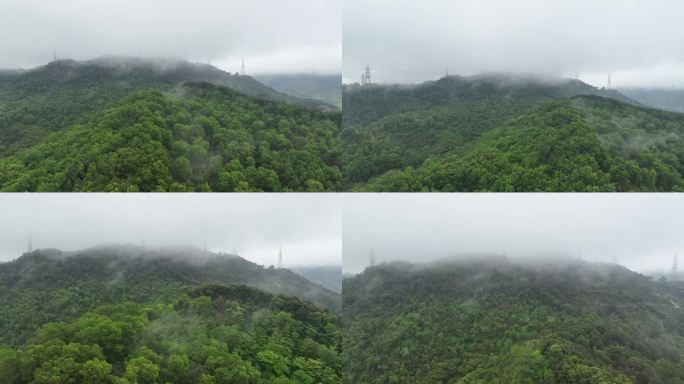 雨后森林云海