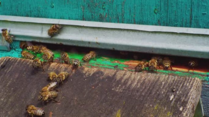 延时，快速运动。养蜂。特写蜜蜂飞进飞出蜂巢。欧洲蜜蜂