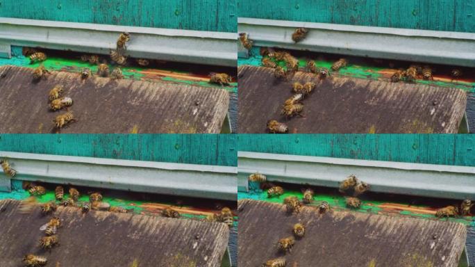 延时，快速运动。养蜂。特写蜜蜂飞进飞出蜂巢。欧洲蜜蜂