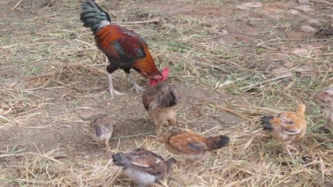 野鸡从草丛中进食