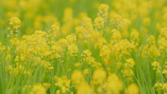 黄色开花的油菜籽田。美丽的春天金花油菜籽。特写。