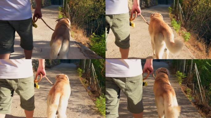 日落时一个男人和他的狗散步的特写镜头。观点，视点
