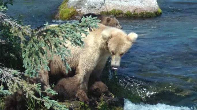 阿拉斯加河附近的灰熊和幼崽