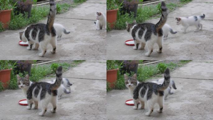 Cat And Kittens Eat Milk