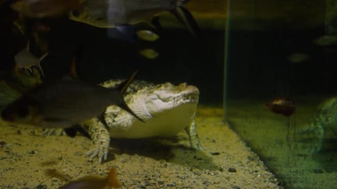 鳄鱼游向相机