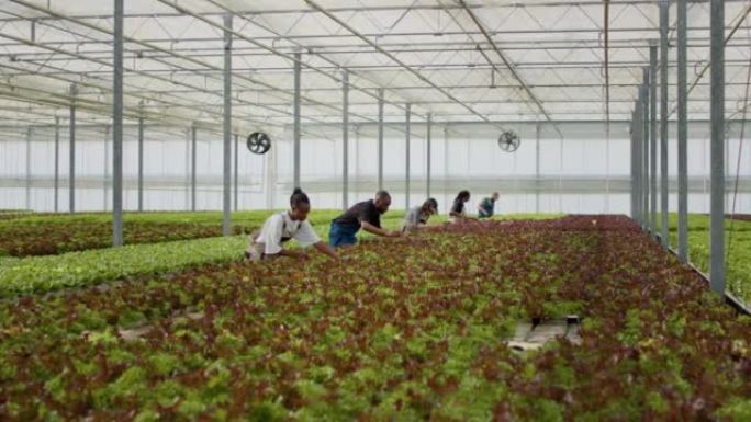 Diverse people working in greenhouse gathering let