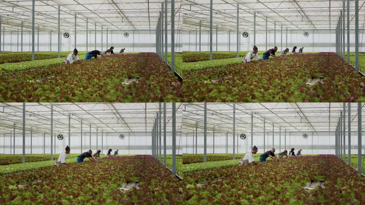 Diverse people working in greenhouse gathering let