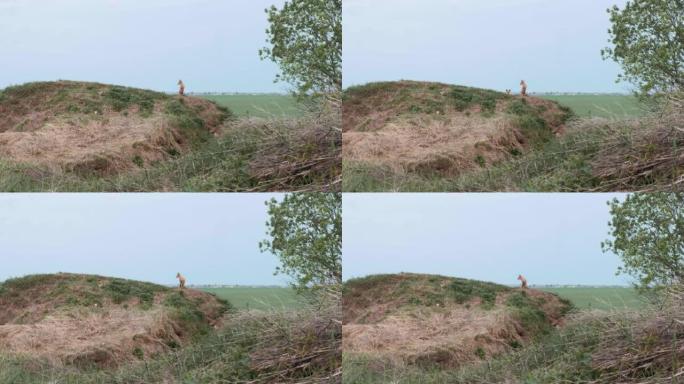 好奇的年轻狐狸正在看着镜头。站在绿草丛中的小山上。