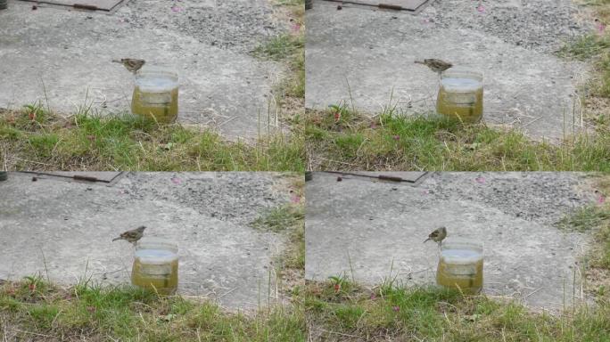 一只麻雀从塑料瓶里喝水。