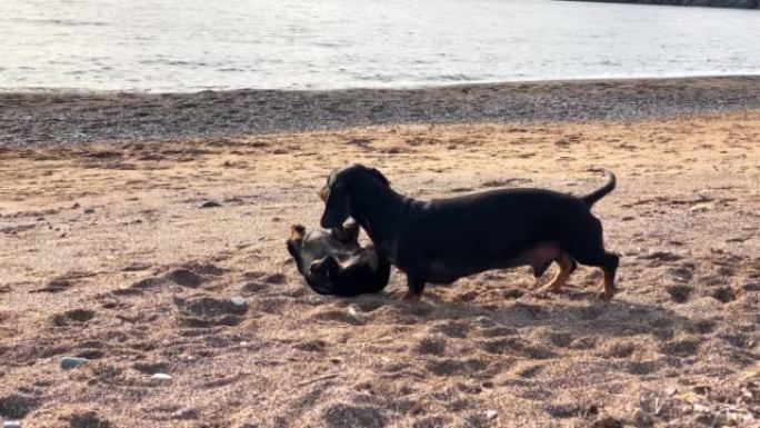 腊肠狗在潮湿的沙滩特写上玩摇尾巴