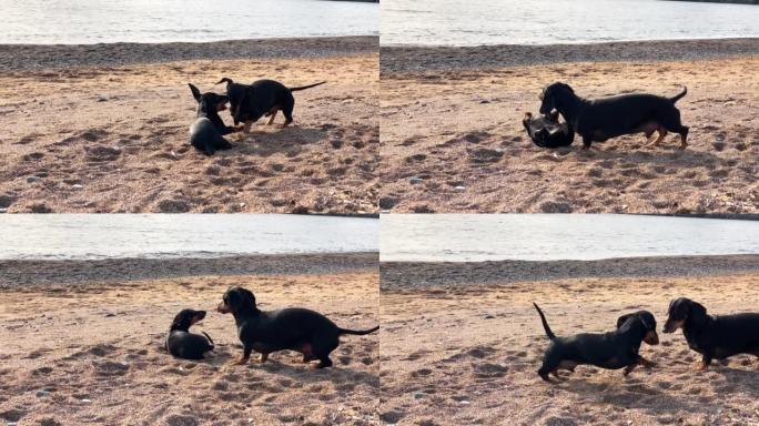 腊肠狗在潮湿的沙滩特写上玩摇尾巴
