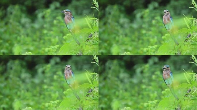 印度中部亚洲森林季风绿色季节的印度辊或可拉西亚斯benghalensis鸟类栖息地的完整镜头