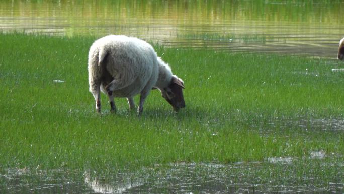 放羊 绵羊 山羊 天然环境 天然草场