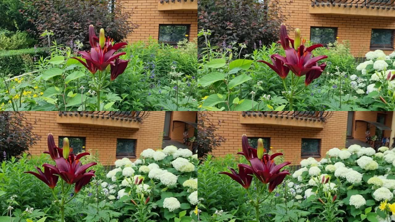 美丽的绿色绣球花和勃艮第红百合百合花在花园里，园艺概念，家居装饰和舒适，近砖房