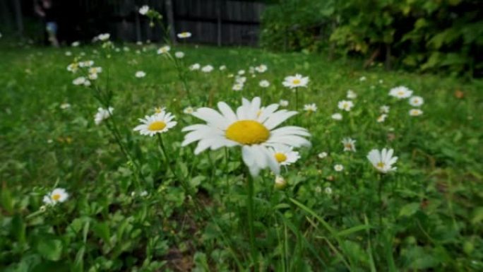 在绿色草地上开花期间的花园雏菊。选择性聚焦，特写，散化和散焦。植物