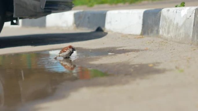 一只麻雀，在炎热的天气里跳上水坑，洗澡，洗漱，嬉水，飞溅地飞向不同的方向。野生鸟类的生活