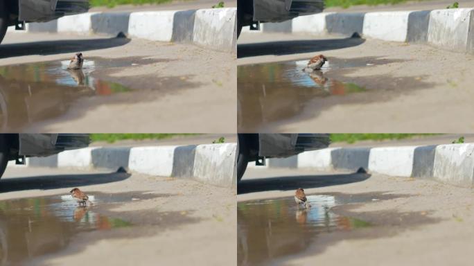 一只麻雀，在炎热的天气里跳上水坑，洗澡，洗漱，嬉水，飞溅地飞向不同的方向。野生鸟类的生活