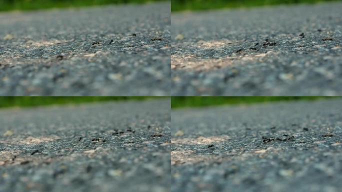 Ants run along a stone path.