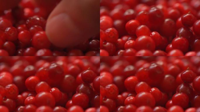一堆新鲜收获的红色野生蔓越莓，特写细节用手拿一些