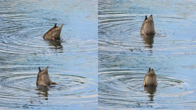 female mallard duck scientific name anas platyrhyn