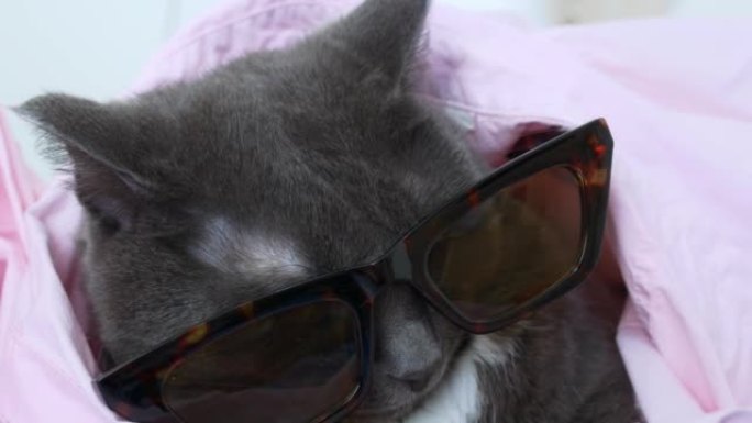 一只戴着眼镜的迷人灰猫和一件粉红色的衬衫躺在床上。穿着宠物服装打扮。可爱的猫在家里和主人在一起很开心