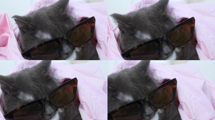 一只戴着眼镜的迷人灰猫和一件粉红色的衬衫躺在床上。穿着宠物服装打扮。可爱的猫在家里和主人在一起很开心