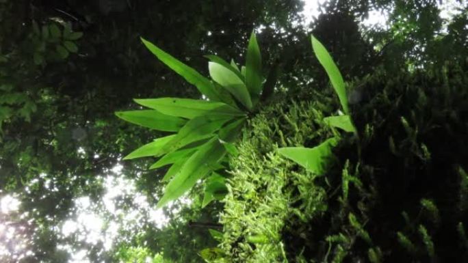 树上的蕨类植物和苔藓