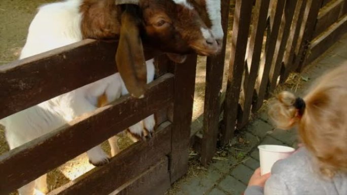 一个孩子在农场喂山羊。选择性聚焦。孩子。