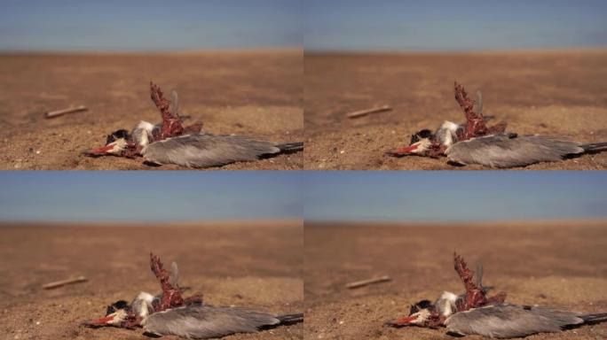 躺在沙滩上的死去的普通燕鸥 (Sterna hirundo) 上的苍蝇