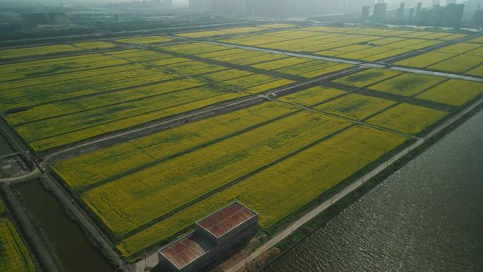 现代农业城市油菜花田航拍